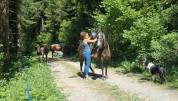 Mare Origin Recorded For sale 2018 Black