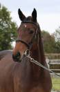 Mare Origin Recorded For sale 2019 Bay