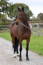 Mare Origin Recorded For sale 2019 Bay