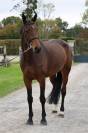 Mare Origin Recorded For sale 2019 Bay