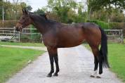 Mare Origin Recorded For sale 2019 Bay
