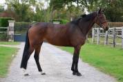 Mare Origin Recorded For sale 2019 Bay