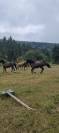 Gelding Origin Recorded For sale 2018 Black