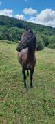 Gelding Origin Recorded For sale 2018 Black