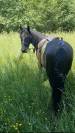 Gelding Origin Recorded For sale 2018 Black