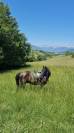Gelding Origin Recorded For sale 2018 Black