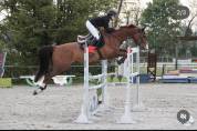 Super cheval d’amateur 