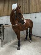 Super cheval d’amateur 