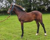 Poulain de sport 2024
