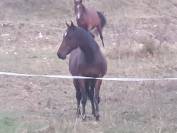 Cheval pur sang anglais