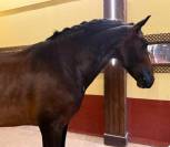 Un cheval sérieux, beau et facile à aimer