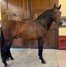 Un cheval sérieux, beau et facile à aimer