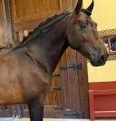 Un cheval sérieux, beau et facile à aimer