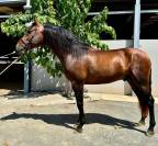 Un cheval avancé, élégant et fiable pour briller