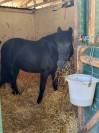 Poney c cso