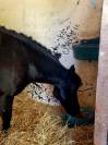 Poney c cso