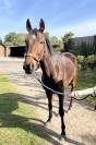 À vendre cheval AQPS 8 ans