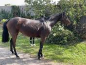 À vendre cheval AQPS 8 ans