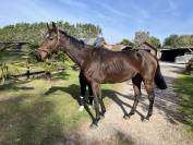 À vendre cheval AQPS 8 ans