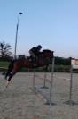 Jument grande qualité-Selle Français 6 ans 