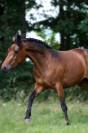 Ponette connemara pp 2022 