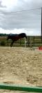 Ponette connemara pp 2022 