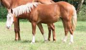 Ponette 1m40 