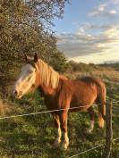 Ponette 1m40 