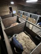 Pension chevaux dans écurie western et loisirs 