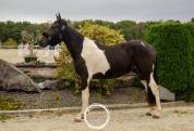 Syrius 3 ans 