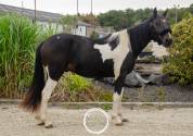 Syrius 3 ans 