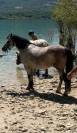 a vendre super poney OC 