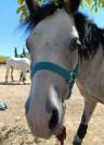 a vendre super poney OC 