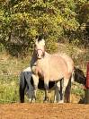 a vendre super poney OC 