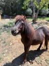 A vendre poulain shetland 1 an et demi 