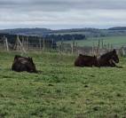 Pension chevaux à orientation éthologie