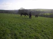 Pension chevaux à orientation éthologie