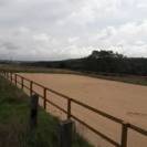 Pension chevaux à orientation éthologie