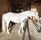 Poney D à louer , très gentil 