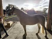 Poney D à louer , très gentil 