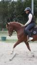 Poney D sport 