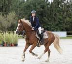 Poney D sport 