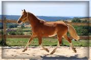 Hengst Welsh Pony (Section D), Welsh Cob  Te koop 2024 Vos ,  Easy Boy de Maïka
