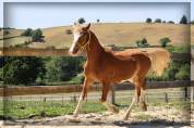 Hengst Welsh Pony (Section D), Welsh Cob  Te koop 2024 Vos ,  Easy Boy de Maïka