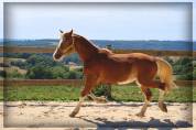 Hengst Welsh Pony (Section D), Welsh Cob  Te koop 2024 Vos ,  Easy Boy de Maïka