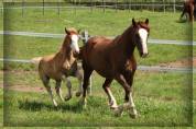 Hengst Welsh Pony (Section D), Welsh Cob  Te koop 2024 Vos ,  Easy Boy de Maïka