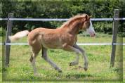 Hengst Welsh Pony (Section D), Welsh Cob  Te koop 2024 Vos ,  Easy Boy de Maïka