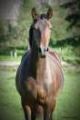 Poulain PRE PP