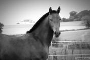 Poulain PRE PP