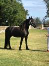 Jument Frison PP Stud-Book